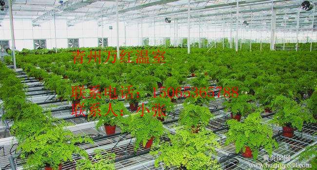 山東溫室大棚里的繁榮景色