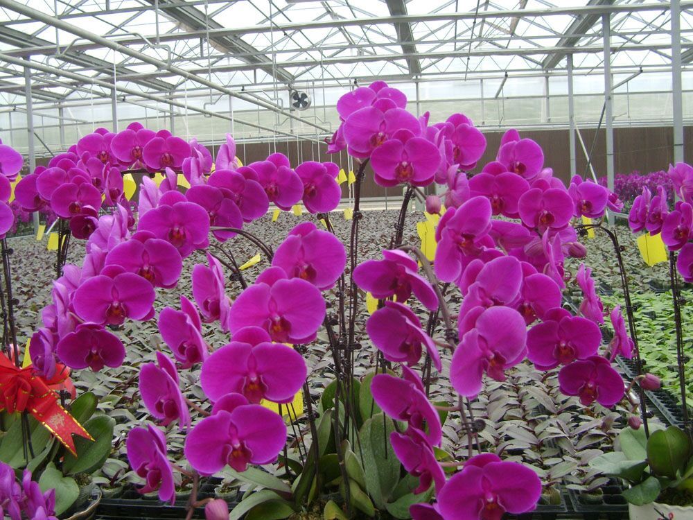 溫室大棚中的花卉